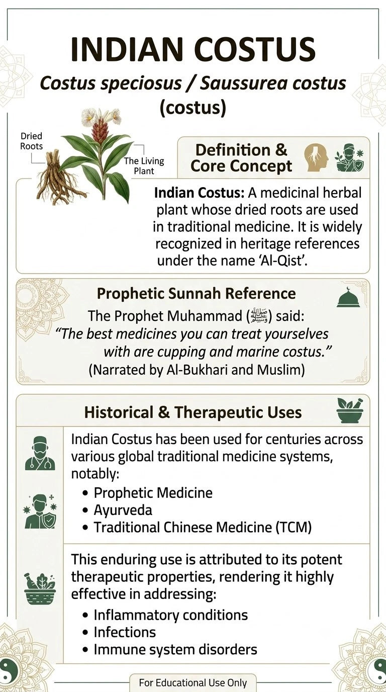 An educational infographic poster titled 'INDIAN COSTUS' detailing its botanical classification, definition, prophetic sunnah reference, and historical therapeutic uses, featuring illustrations of dried roots and leaves.
